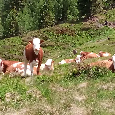 Hintereggerhof Farm stay