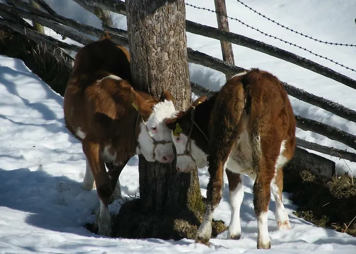 Farm stay Hintereggerhof *