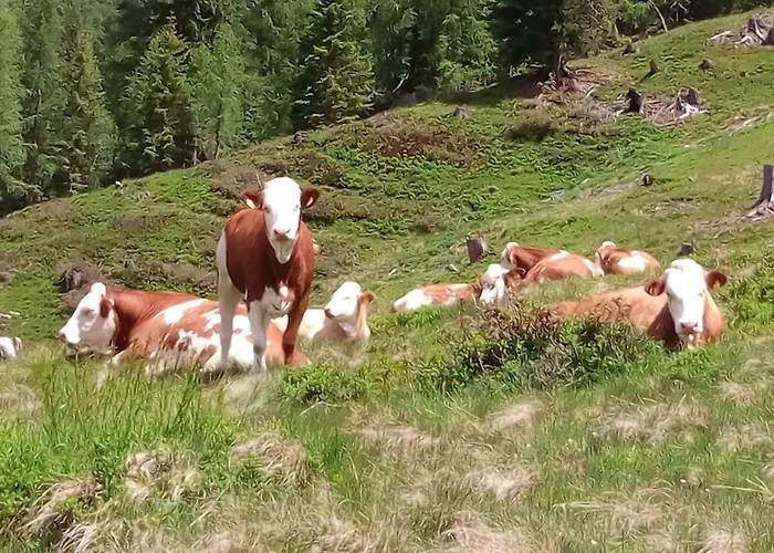 Hintereggerhof Farm stay
