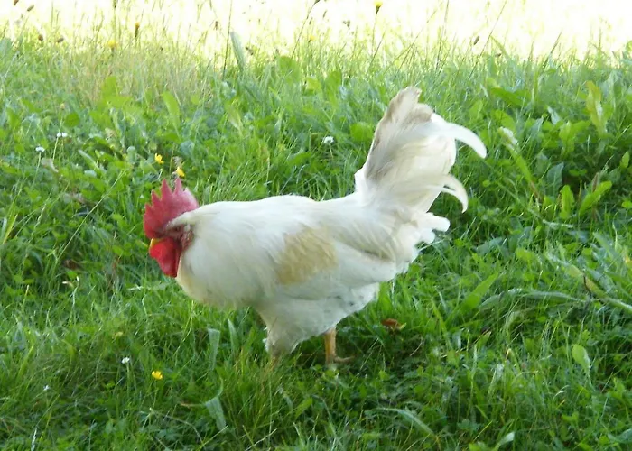 Hintereggerhof Pruggern